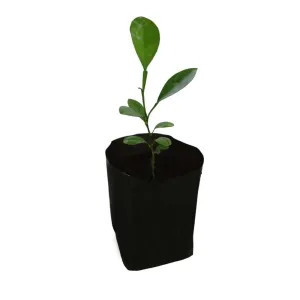 Kumquat Seedling