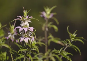 Spotted Beebalm