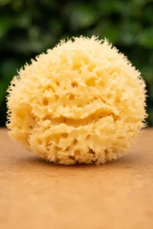 Three Hills Natural Sea Sponge